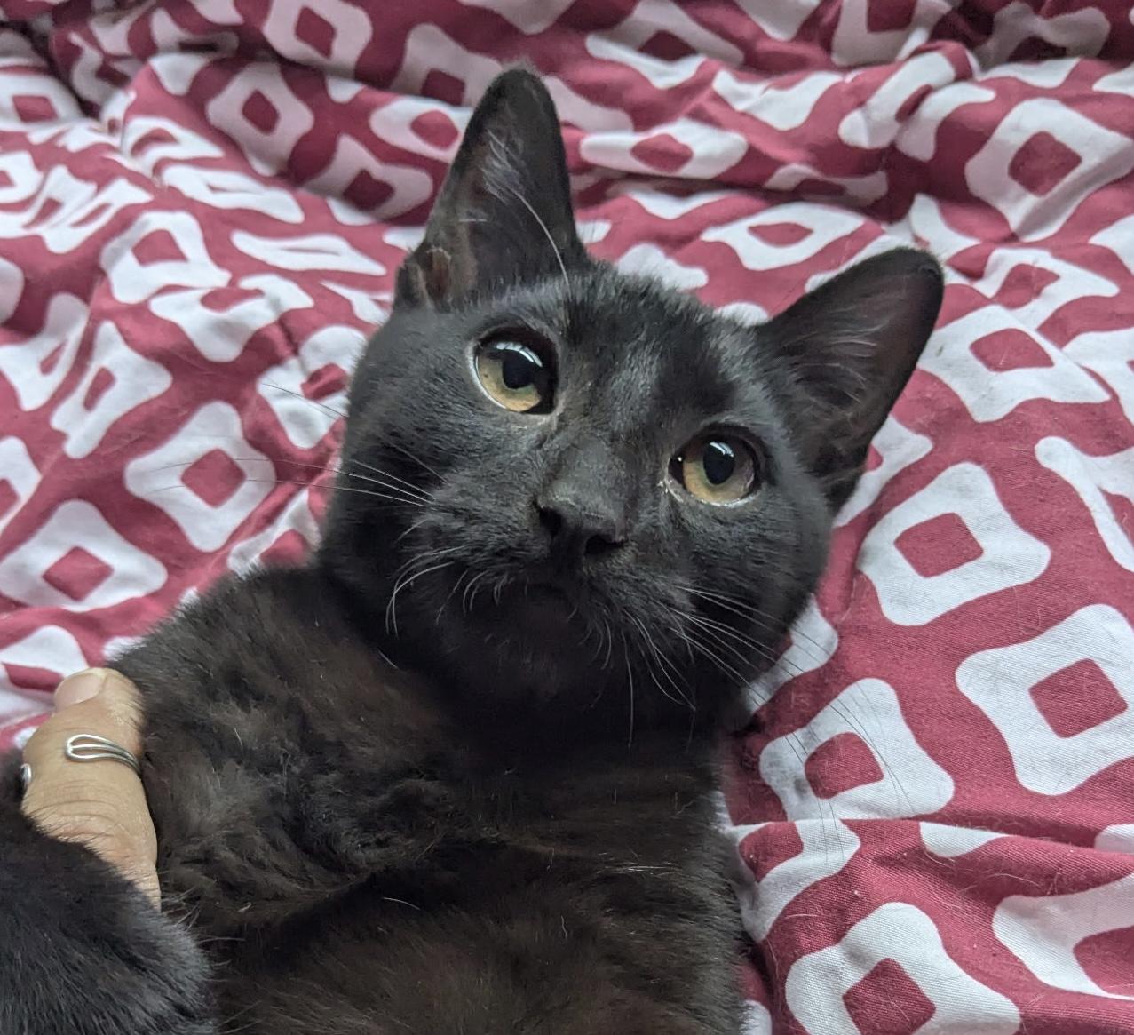 Victor, a ADOPTABLE Domestic Short Hair in Santa Monica, CA image 2/4