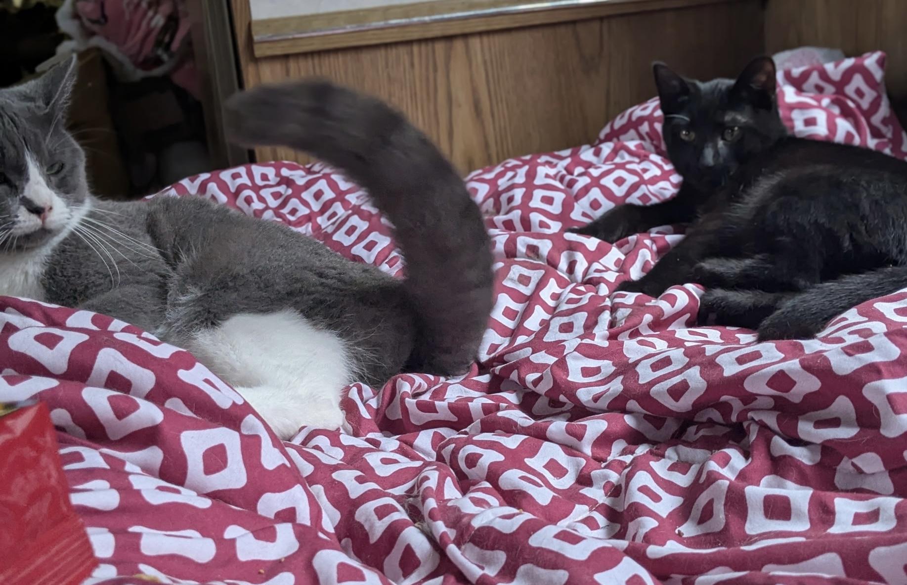 Victor, a ADOPTABLE Domestic Short Hair in Santa Monica, CA image 3/4