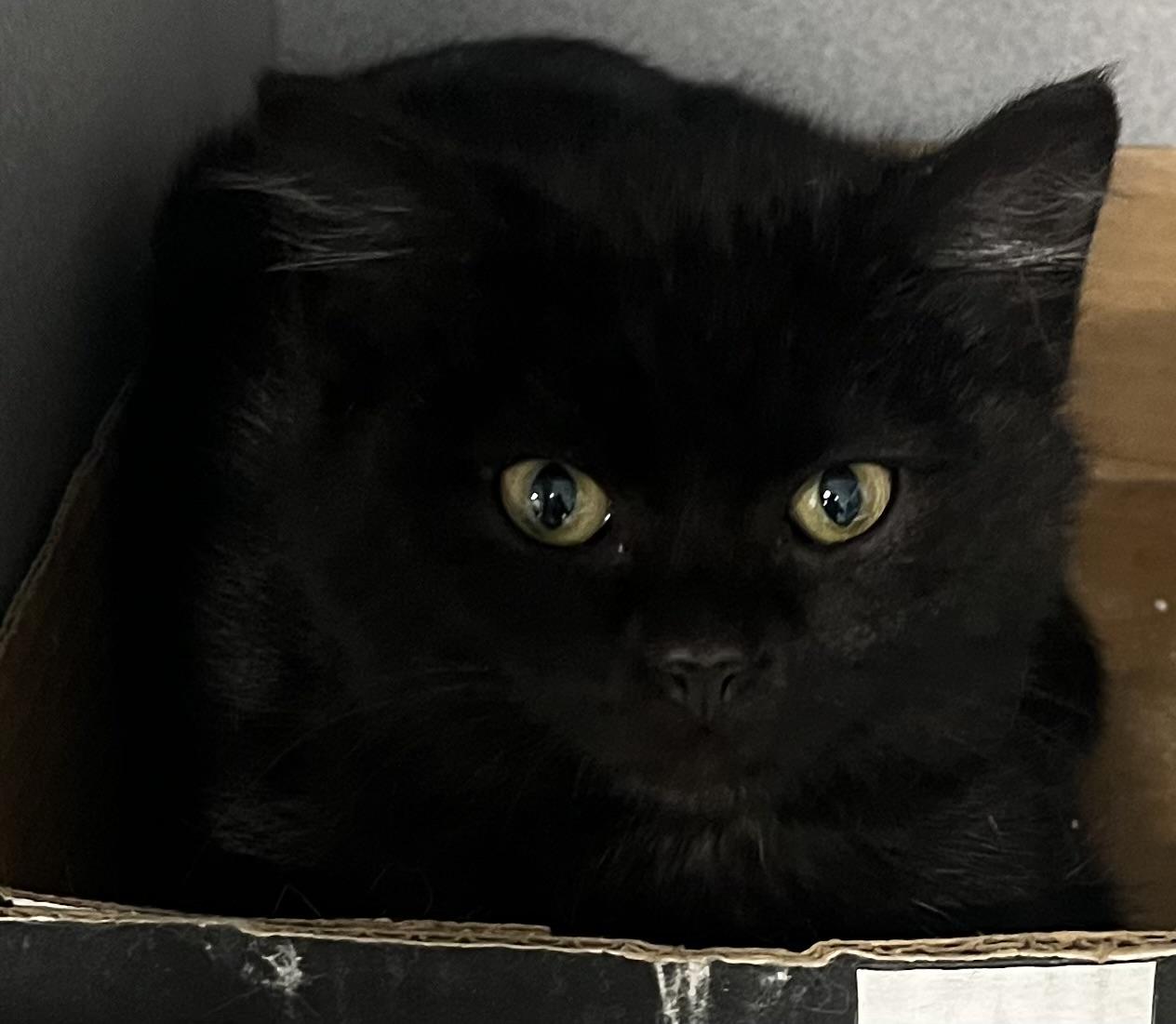 Enlarge Laa-Laa, a ADOPTABLE Domestic Short Hair in Webster City, IA image 1/1