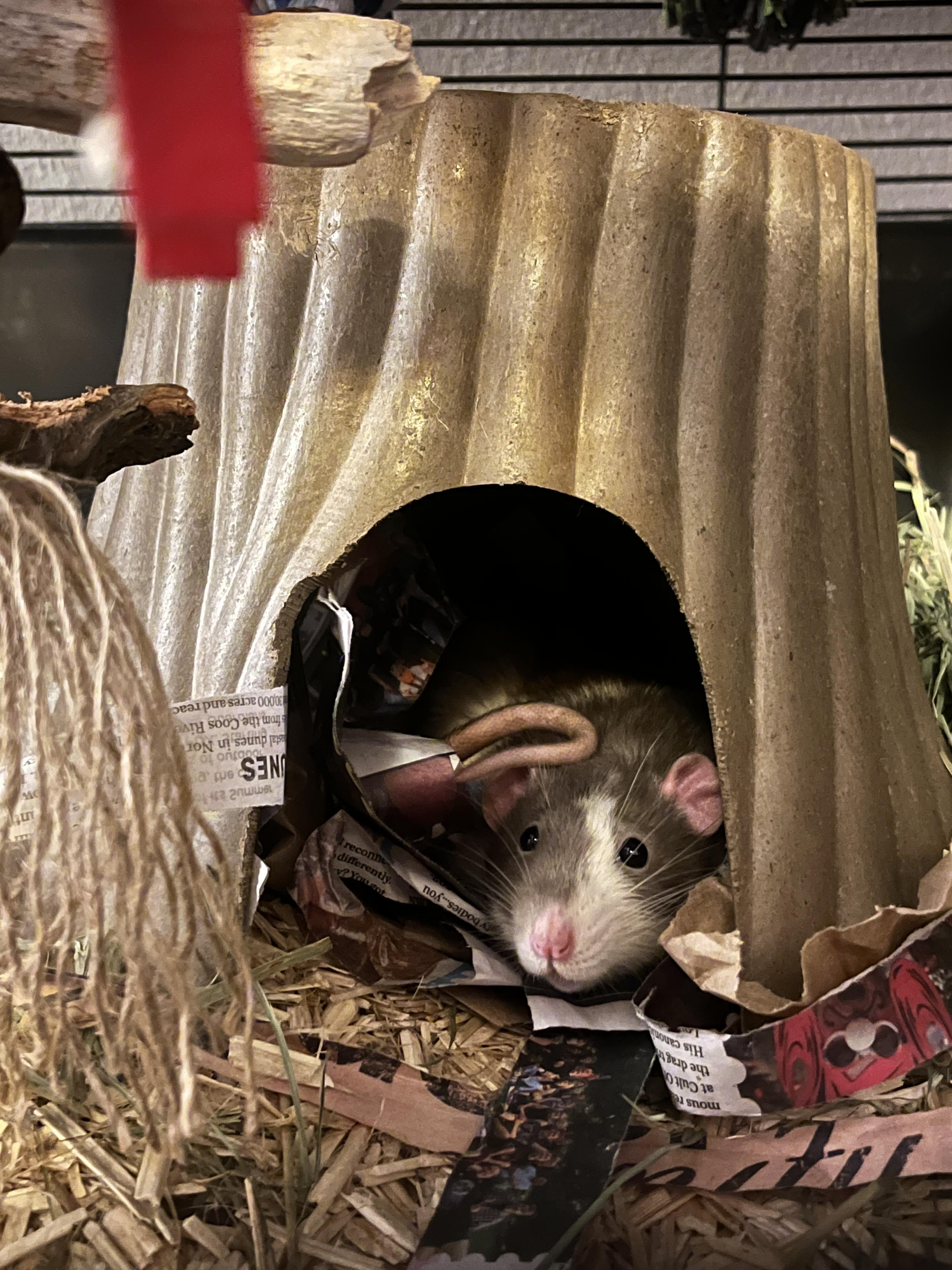 Enlarge Pepper, a Adoptable Rat in Eugene, OR image 1/1