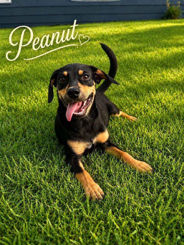 Peanut, Adopted, Puppy Male Mixed Breed.