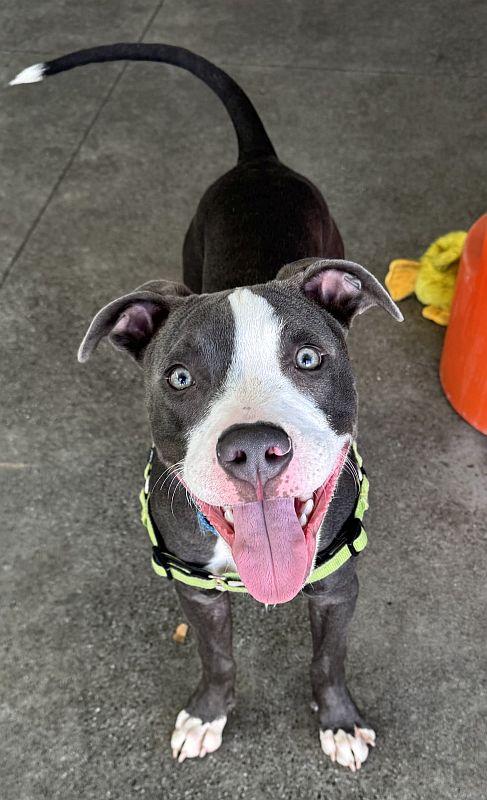Enlarge Habanero, an adoptable Pit Bull Terrier in Berkeley, CA image 2/3
