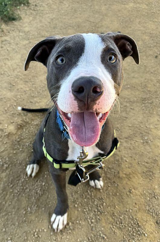 Habanero, adoptable, Puppy Male Pit Bull Terrier.