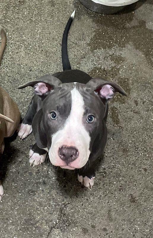 Haberno, adopted, Puppy Male Pit Bull Terrier.