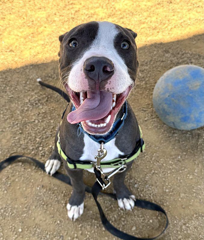 Enlarge Habanero, an adoptable Pit Bull Terrier in Berkeley, CA image 3/3