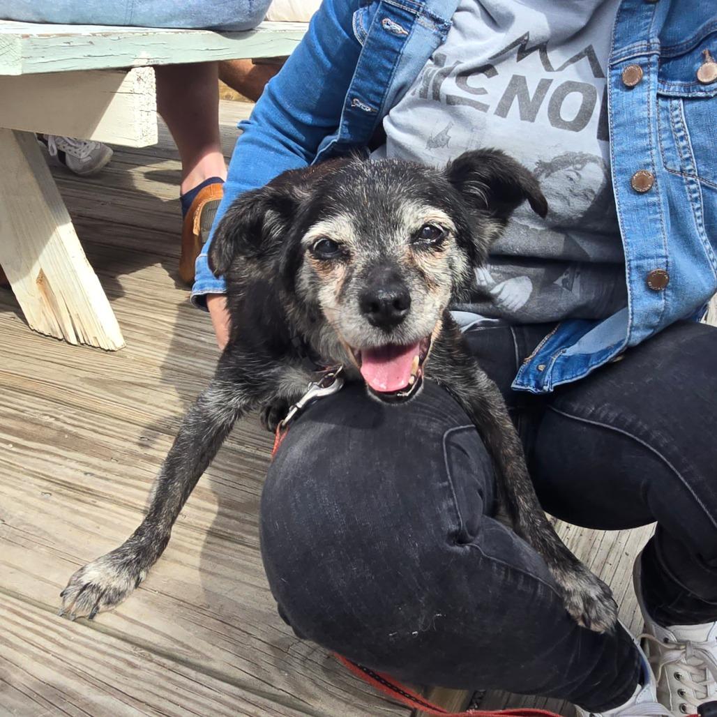 Agnes, Adoptable, Senior Female Terrier.