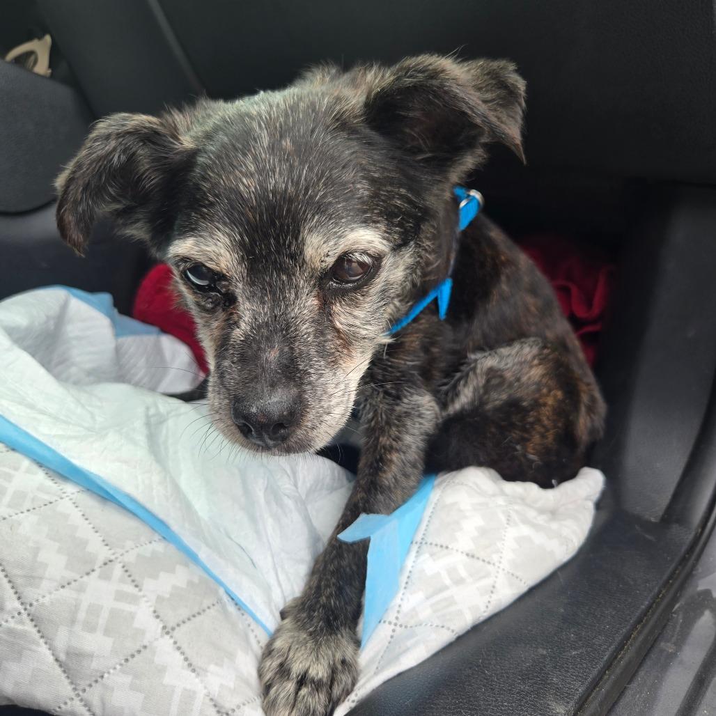 Enlarge Agnes, a Adoptable mixed breed in Bessemer, AL image 2/6