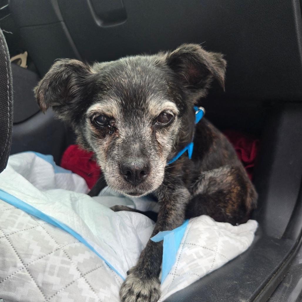 Enlarge Agnes, a Adoptable mixed breed in Bessemer, AL image 3/6