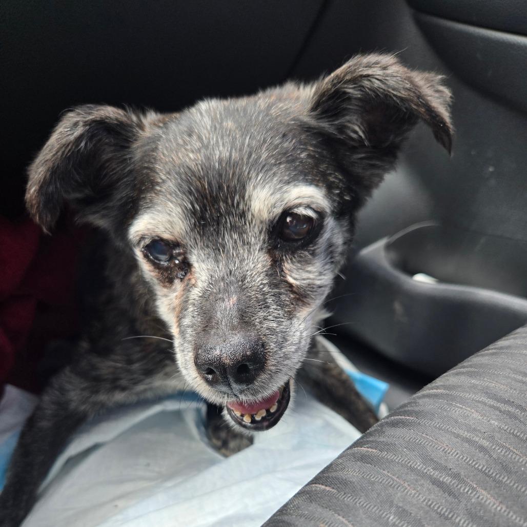 Enlarge Agnes, a Adoptable mixed breed in Bessemer, AL image 5/6