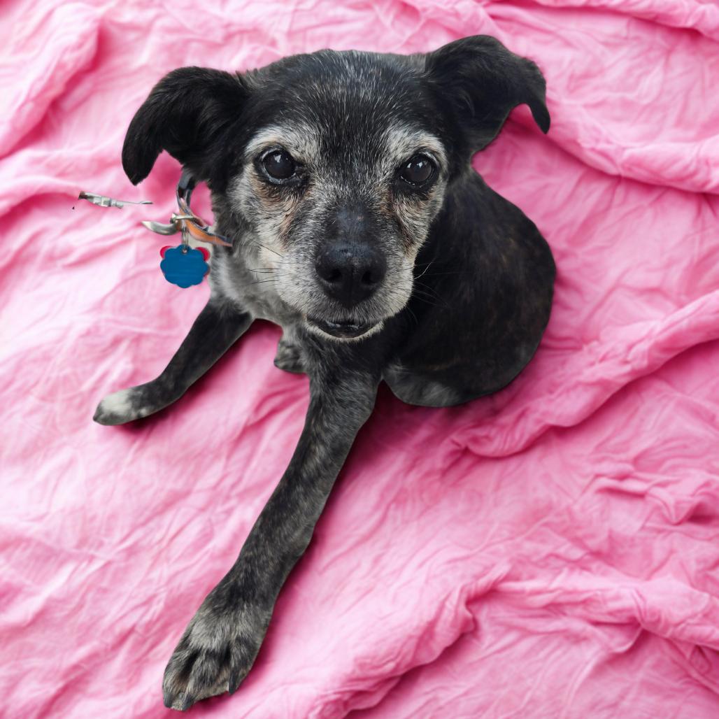 Enlarge Agnes, a Adoptable mixed breed in Bessemer, AL image 6/6