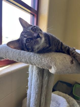 Devon, Adoptable, Kitten Male Domestic Short Hair & Domestic Short Hair.
