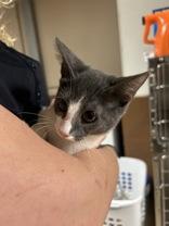 Enlarge CAROLINE, a Adopted mixed breed in Boerne, TX image 1/1