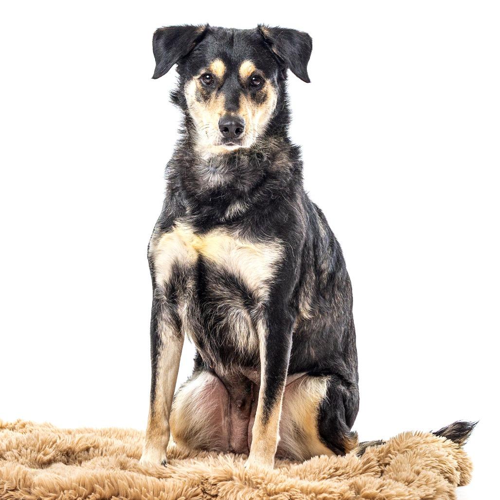 Pixie Sugarplum, Adoptable, Adult Female Labrador Retriever.