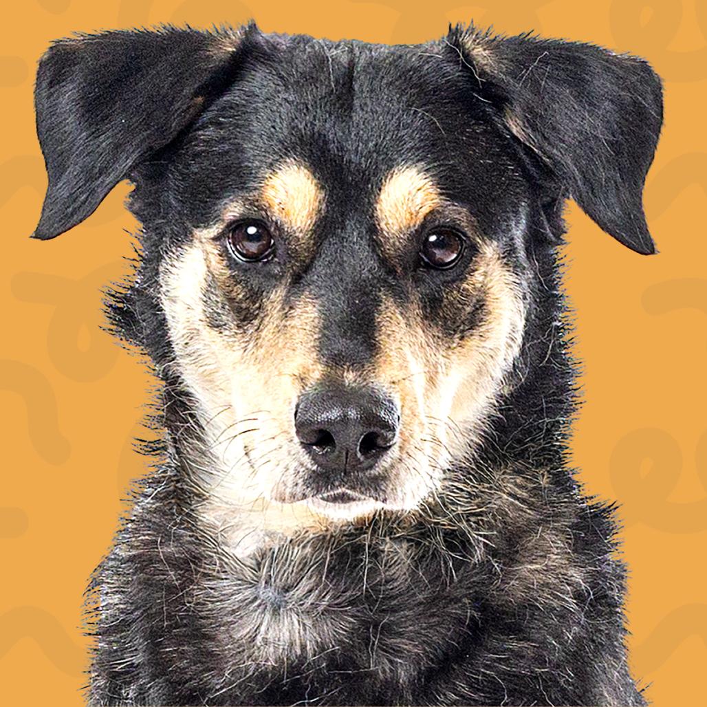 Enlarge Pixie Sugarplum, a Adoptable mixed breed in Reno, NV image 2/4
