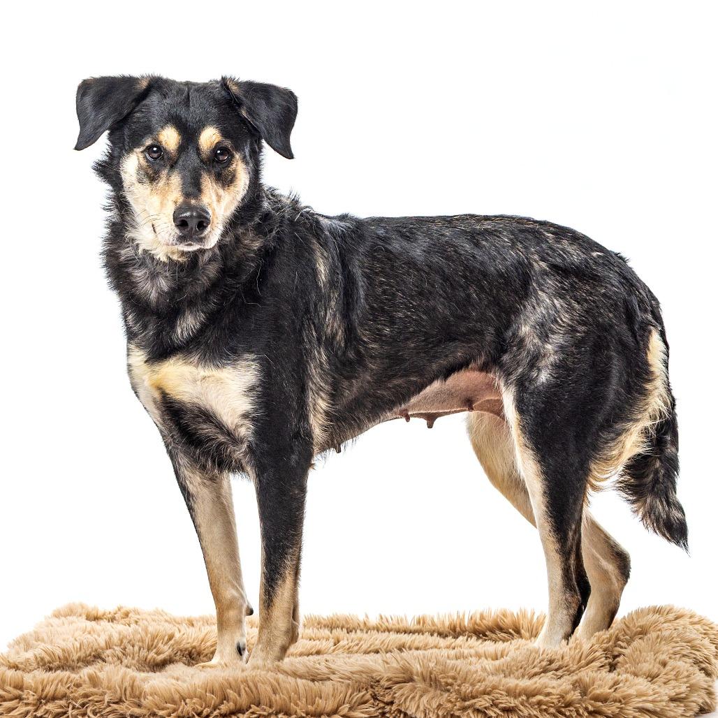 Enlarge Pixie Sugarplum, a Adoptable mixed breed in Reno, NV image 3/4