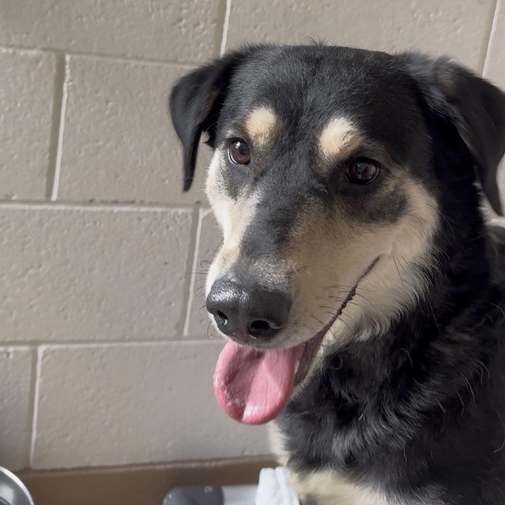 Enlarge Pixie Sugarplum, a Adoptable mixed breed in Reno, NV image 4/4