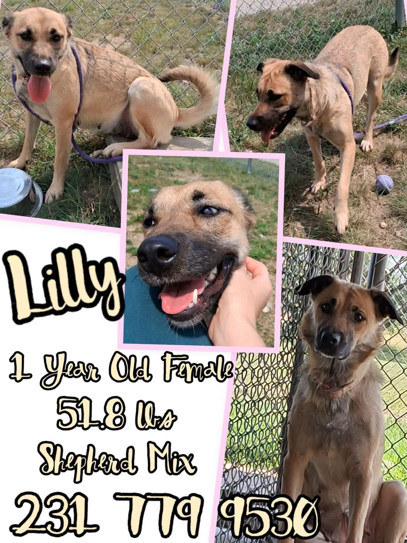 Enlarge LILLY, a Adoptable mixed breed in Cadillac, MI image 1/1
