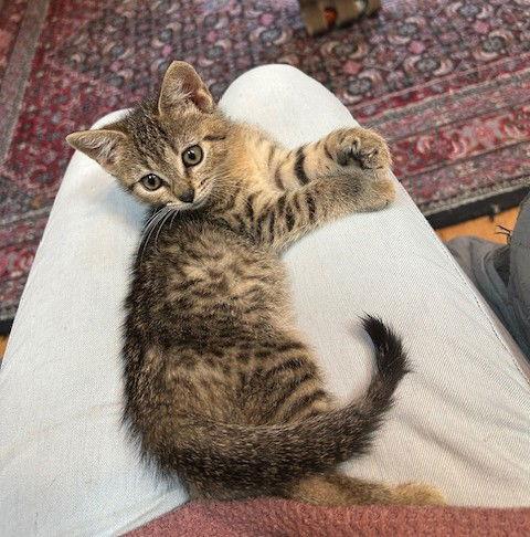 Shelby, Adoptable, Kitten Female Extra-Toes Cat / Hemingway Polydactyl.