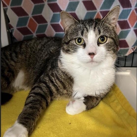 Enlarge Fern, a Adoptable Domestic Short Hair in Ruckersville, VA image 1/2