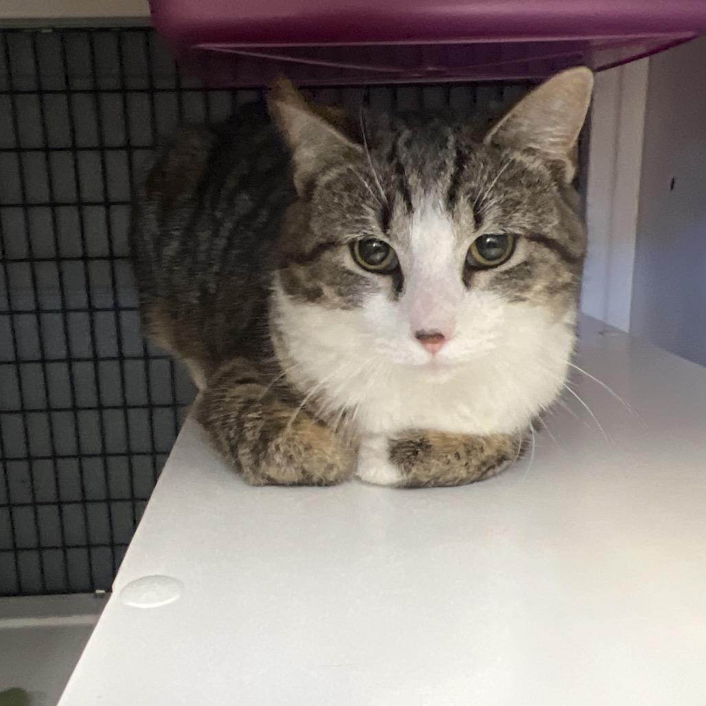 Enlarge Fern, a Adoptable Domestic Short Hair in Ruckersville, VA image 2/2