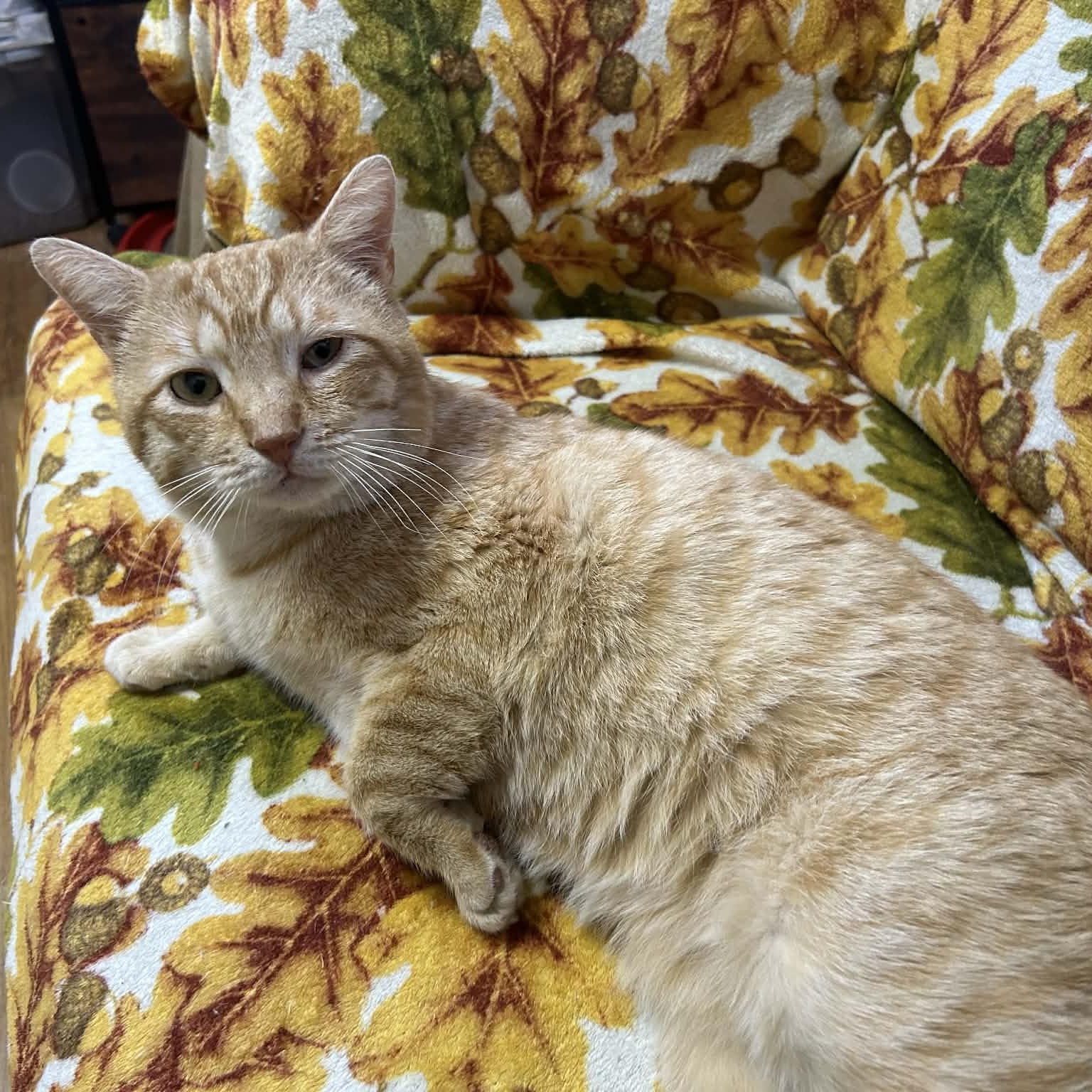 Enlarge Nubz, a ADOPTABLE Domestic Short Hair in Bellmawr, NJ image 5/6