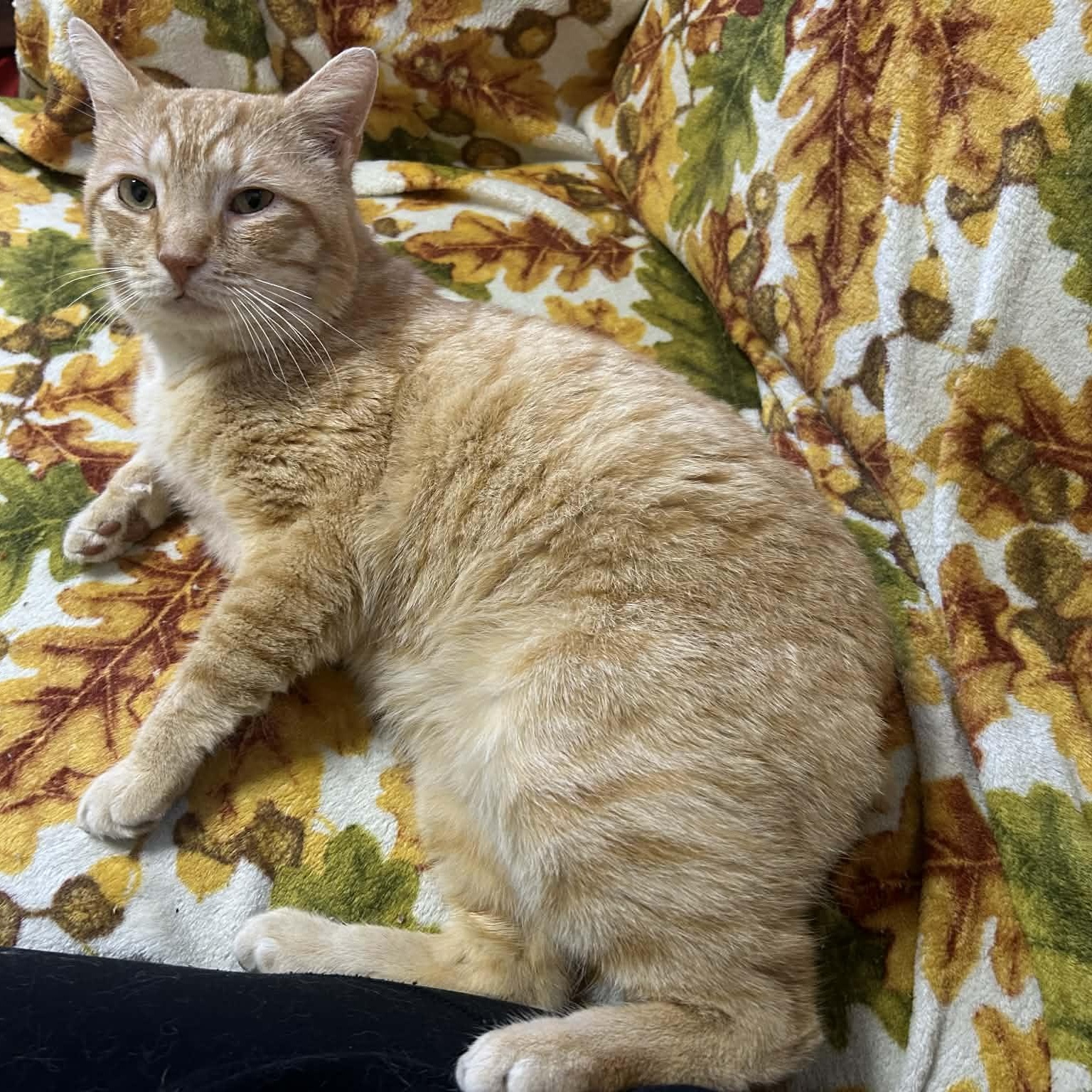 Nubz, ADOPTABLE, Young Male Domestic Short Hair.