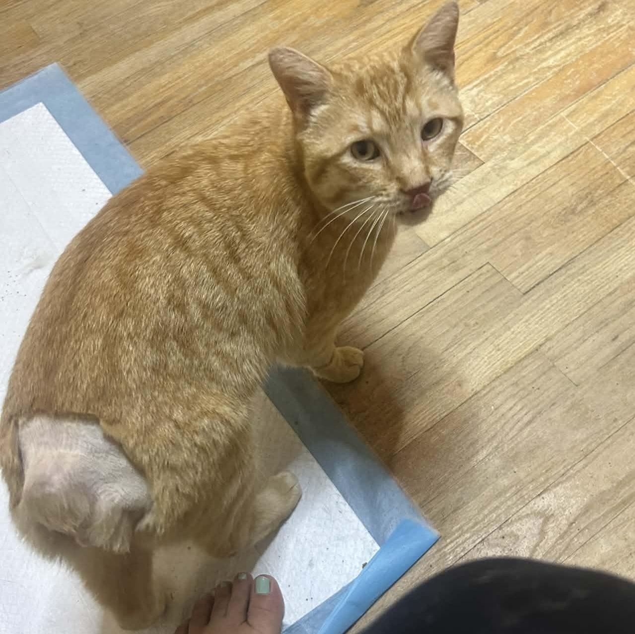 Enlarge Nubz, a ADOPTABLE Domestic Short Hair in Bellmawr, NJ image 3/6