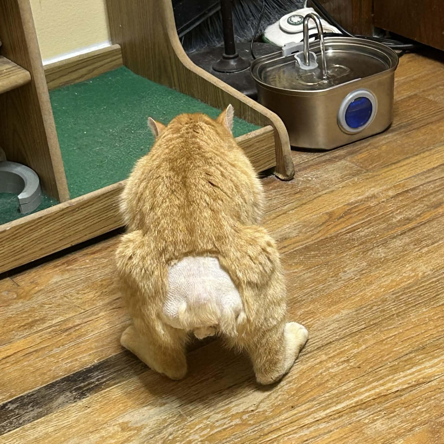 Enlarge Nubz, a ADOPTABLE Domestic Short Hair in Bellmawr, NJ image 4/6