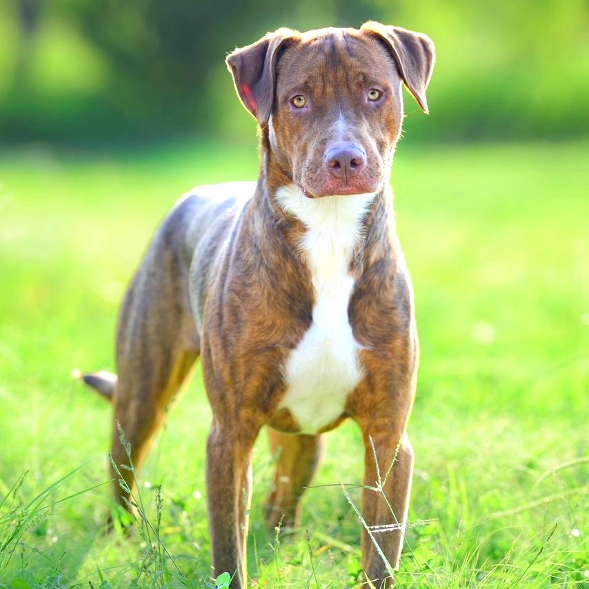 Enlarge Bourbon, a Adoptable mixed breed in Fairfield, CT image 3/6