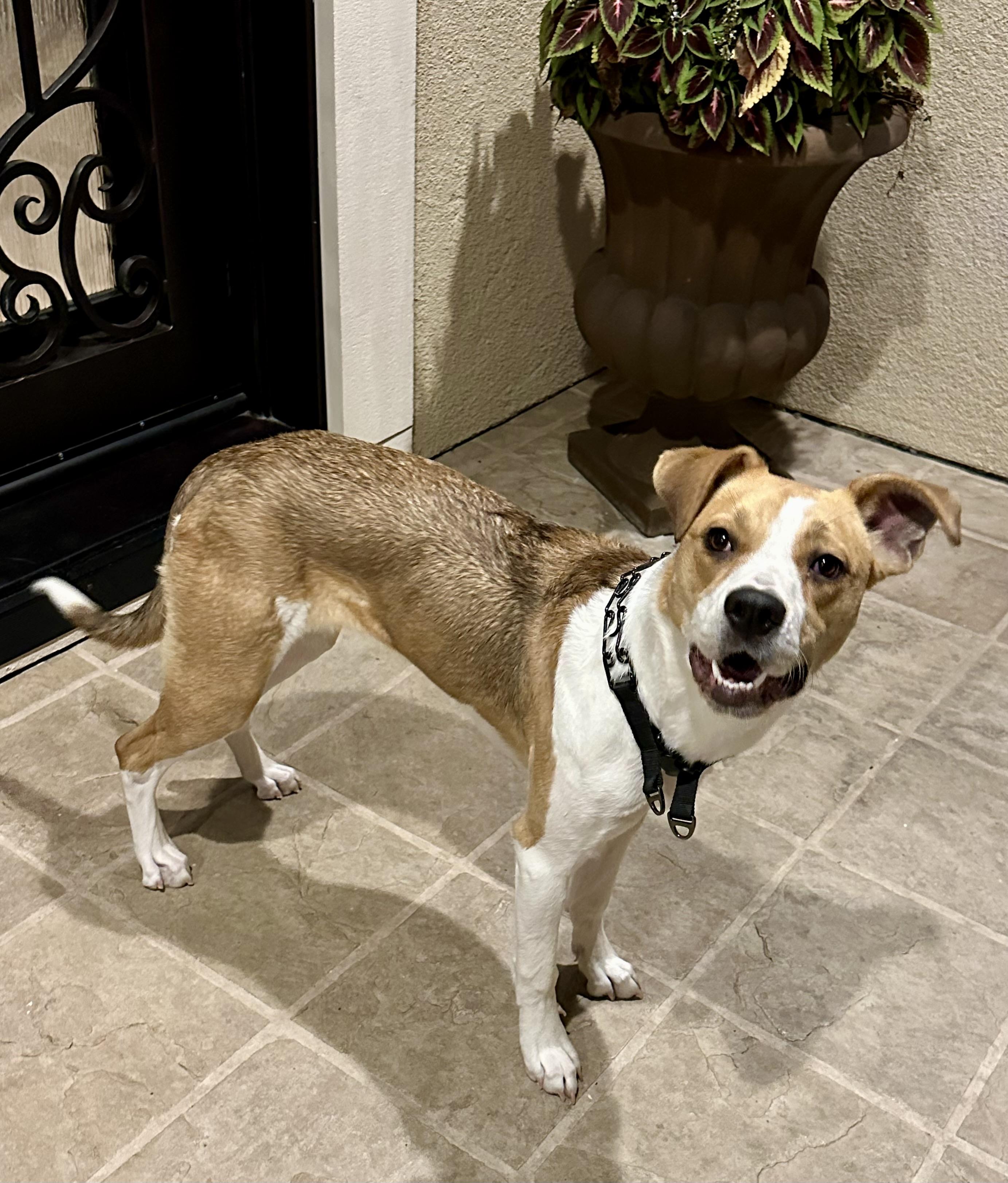 Bailey, Adoptable, Young Female Hound & Terrier.