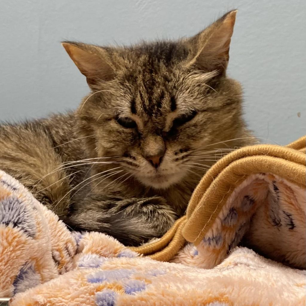 Enlarge Bunnies, a Adoptable Domestic Short Hair in Sarasota, FL image 1/6