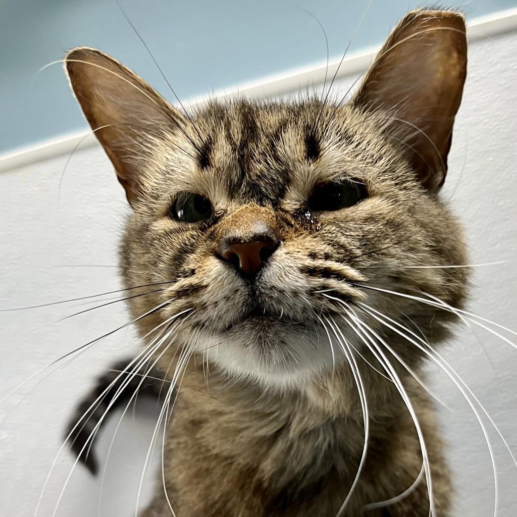 Enlarge Bunnies, a Adoptable Domestic Short Hair in Sarasota, FL image 2/6