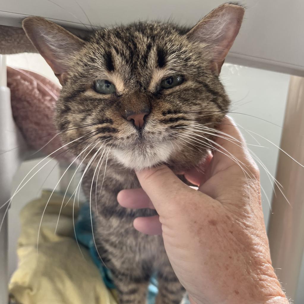 Bunnies — thumbnail 3