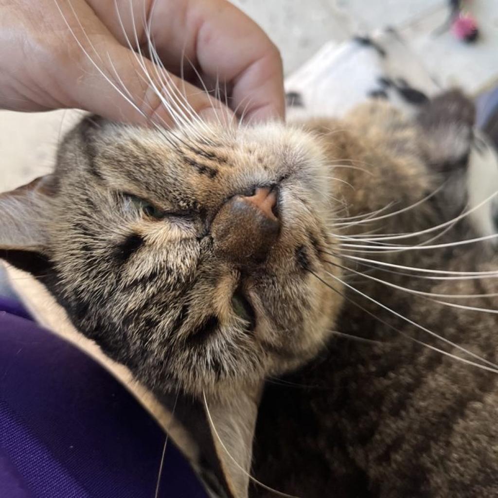 Enlarge Bunnies, a Adoptable Domestic Short Hair in Sarasota, FL image 4/6