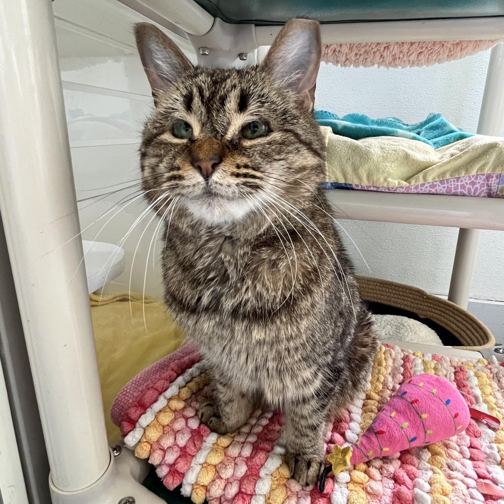 Enlarge Bunnies, a Adoptable Domestic Short Hair in Sarasota, FL image 5/6
