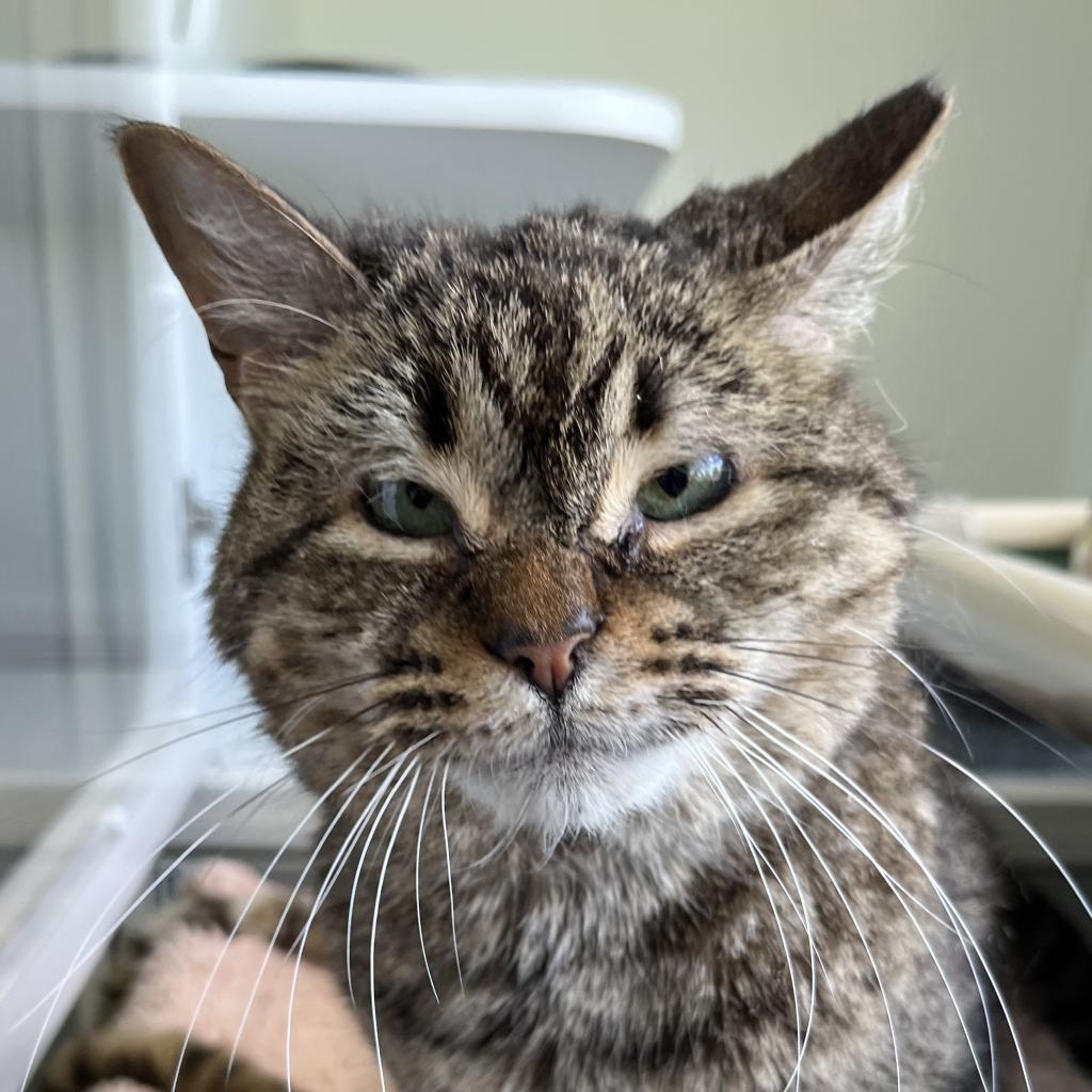 Enlarge Bunnies, a Adoptable Domestic Short Hair in Sarasota, FL image 6/6