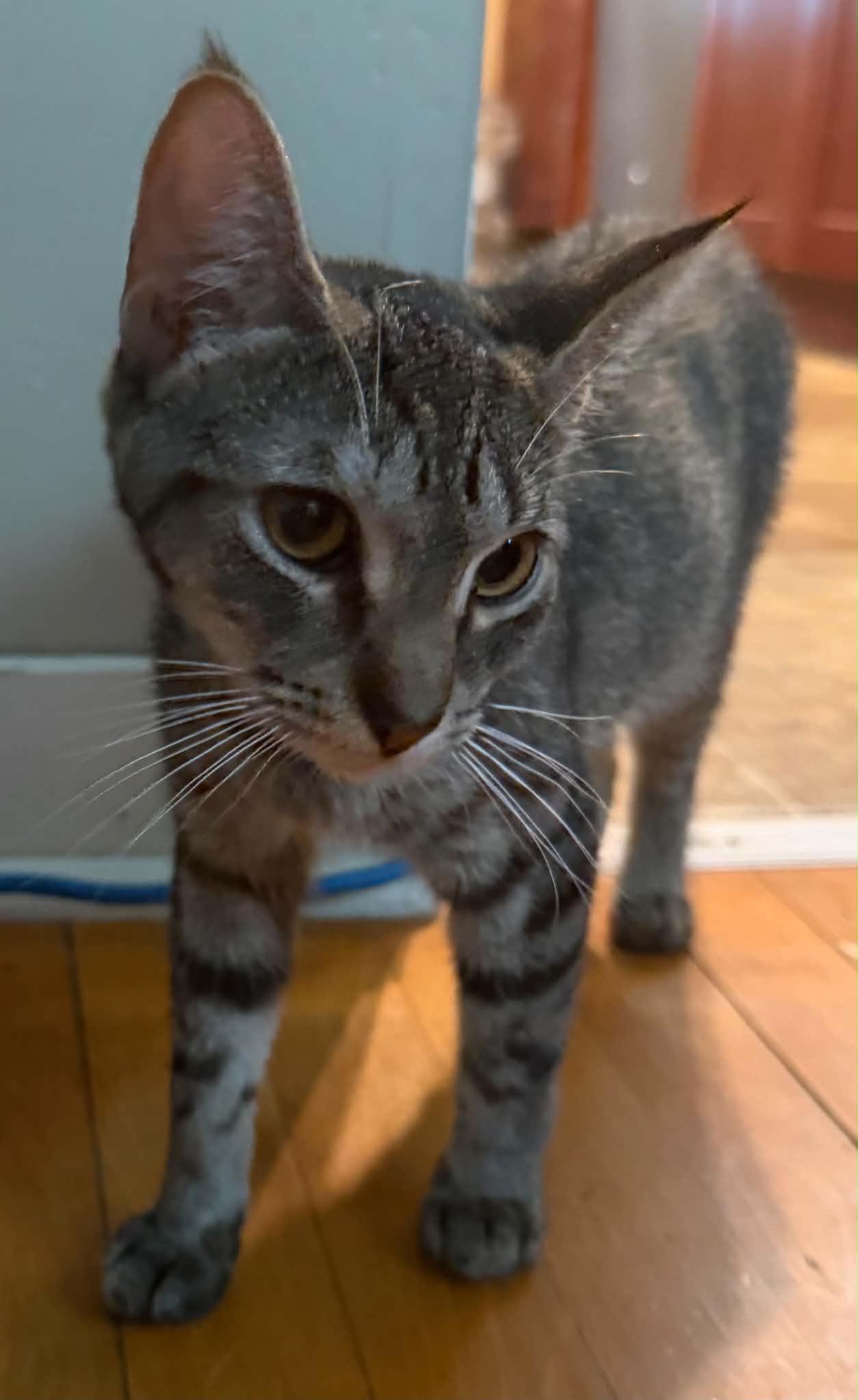 Enlarge Cosmic, a Adoptable mixed breed in Chelsea, VT image 2/2
