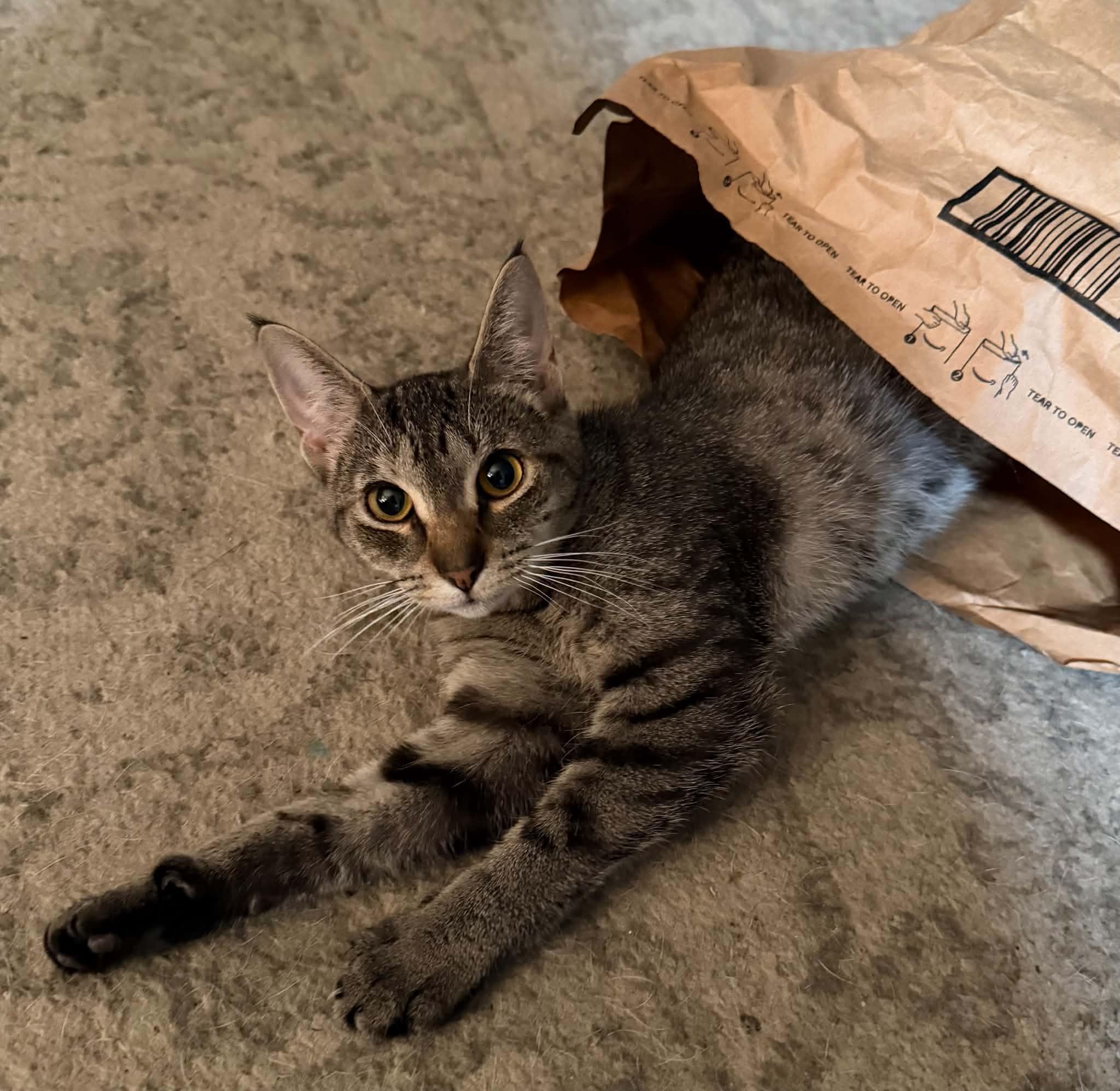 Cosmic, Adoptable, Young Female Domestic Short Hair.