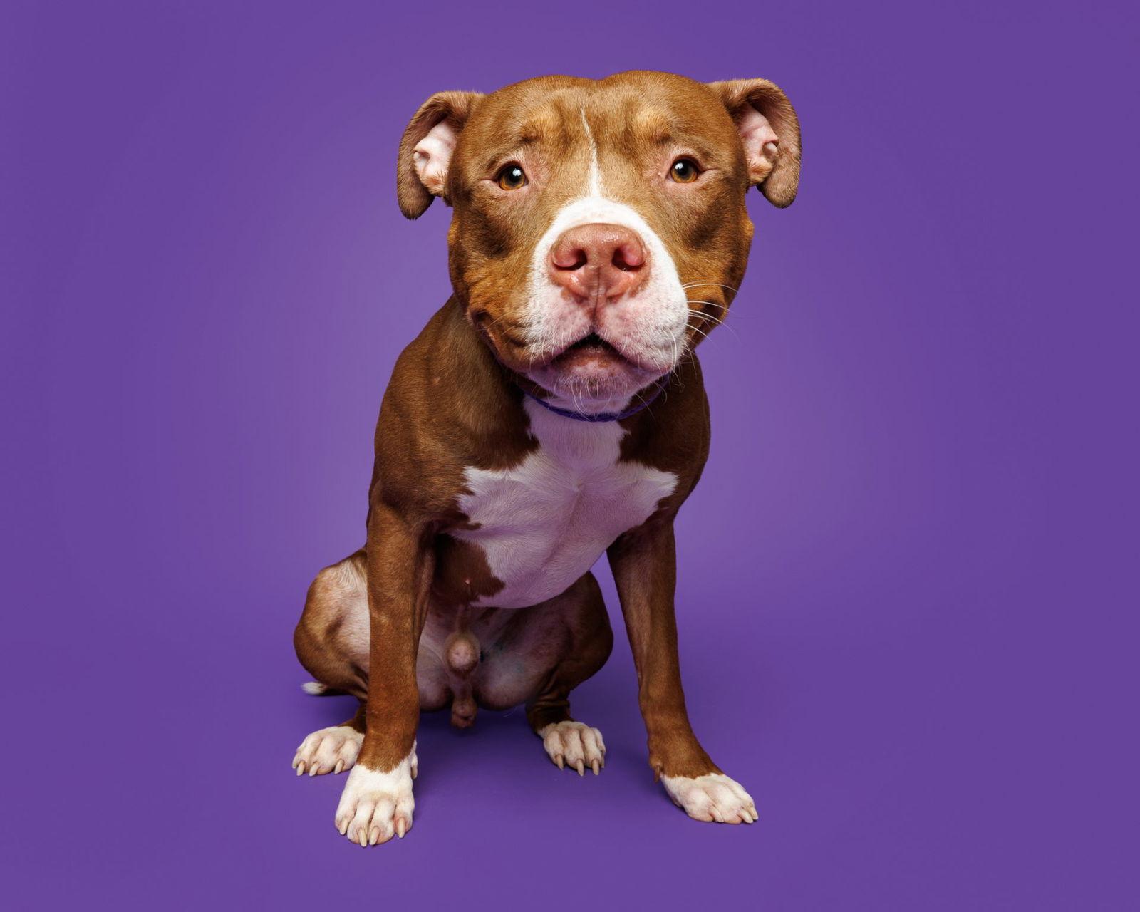 Quarter Pounder, Adoptable, Adult Male Mixed Breed.