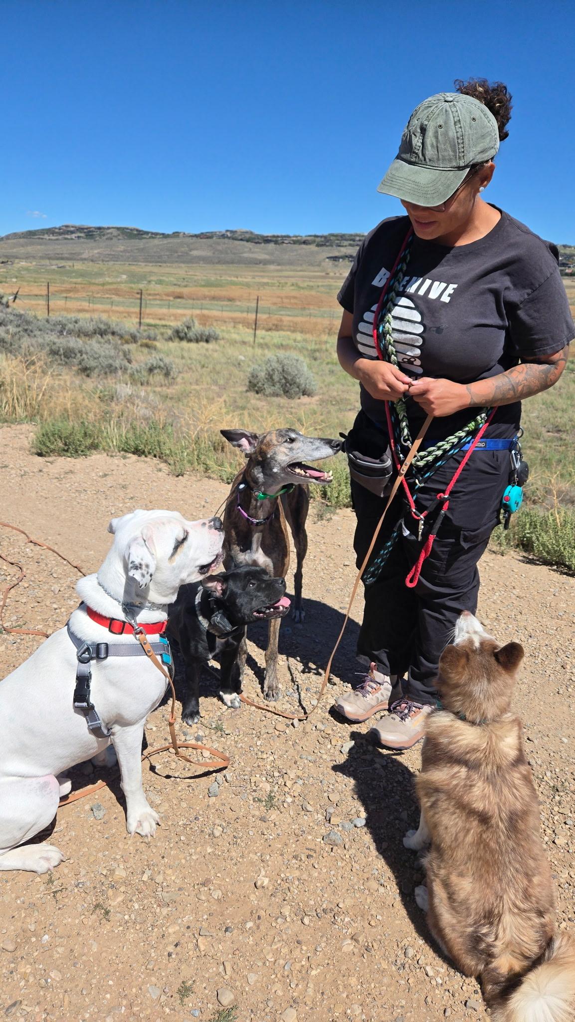 Enlarge Forrest, a Adopted mixed breed in Park City, UT image 5/6