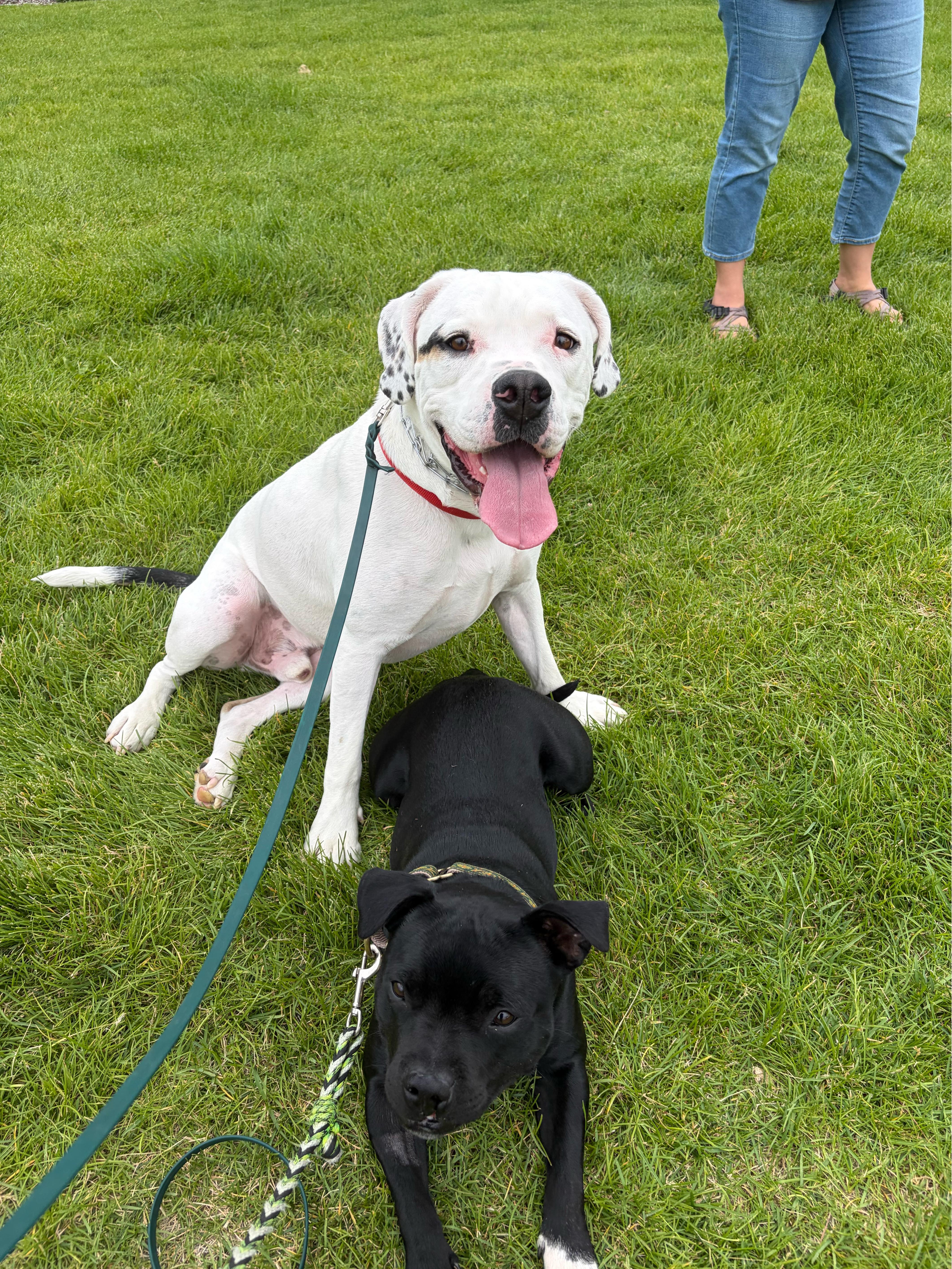 Enlarge Forrest, a Adopted mixed breed in Park City, UT image 3/6