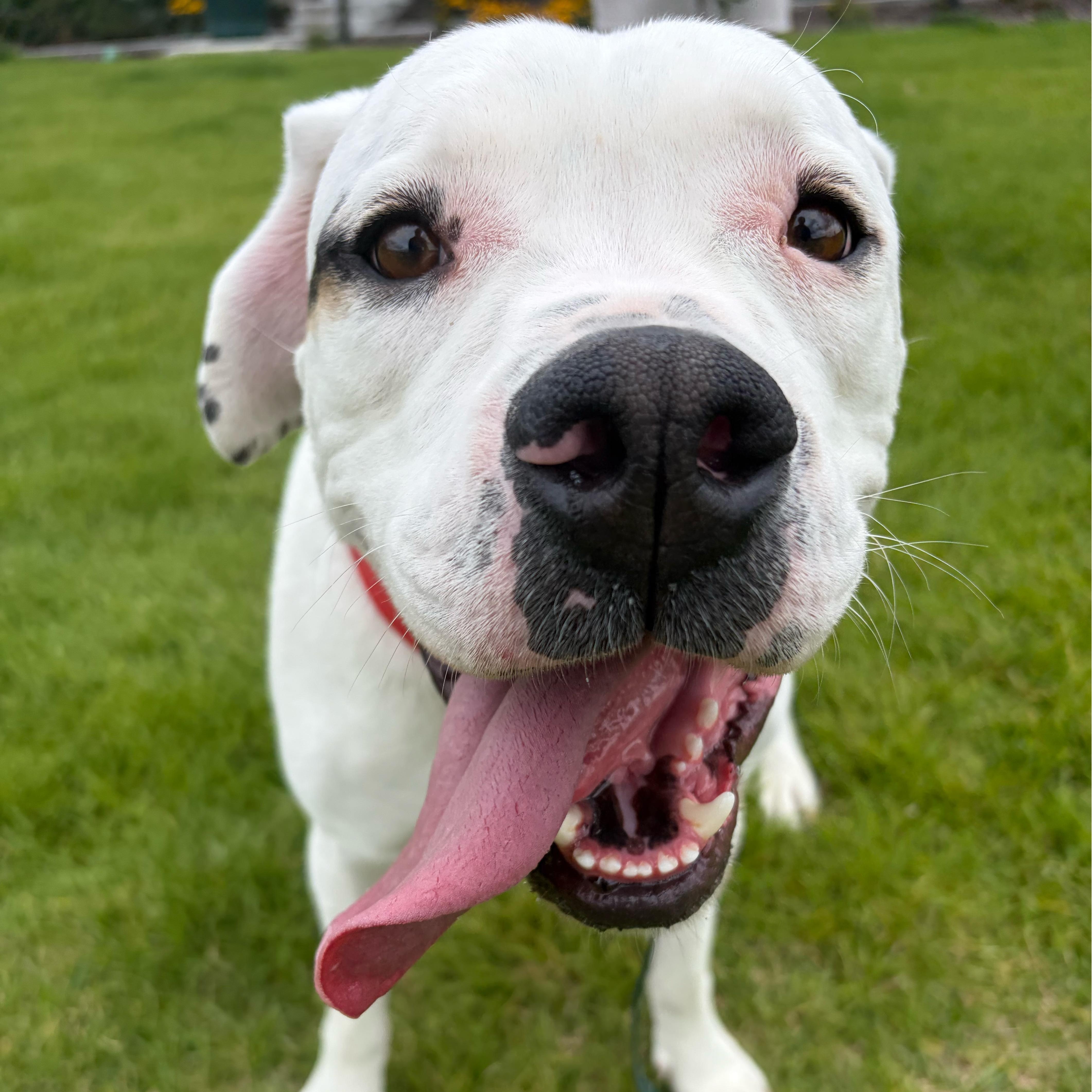 Forrest, Adoptable, Young Male American Bulldog.