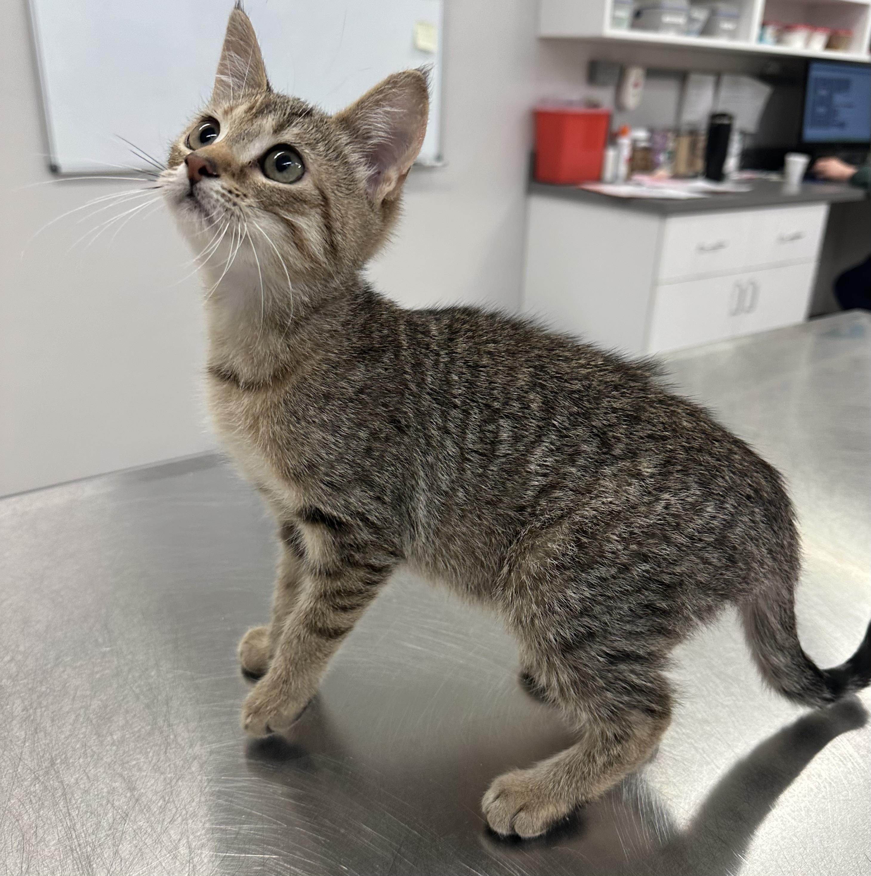 Enlarge Peaches, a Adopted Domestic Short Hair in Grand Rapids, MI image 1/2