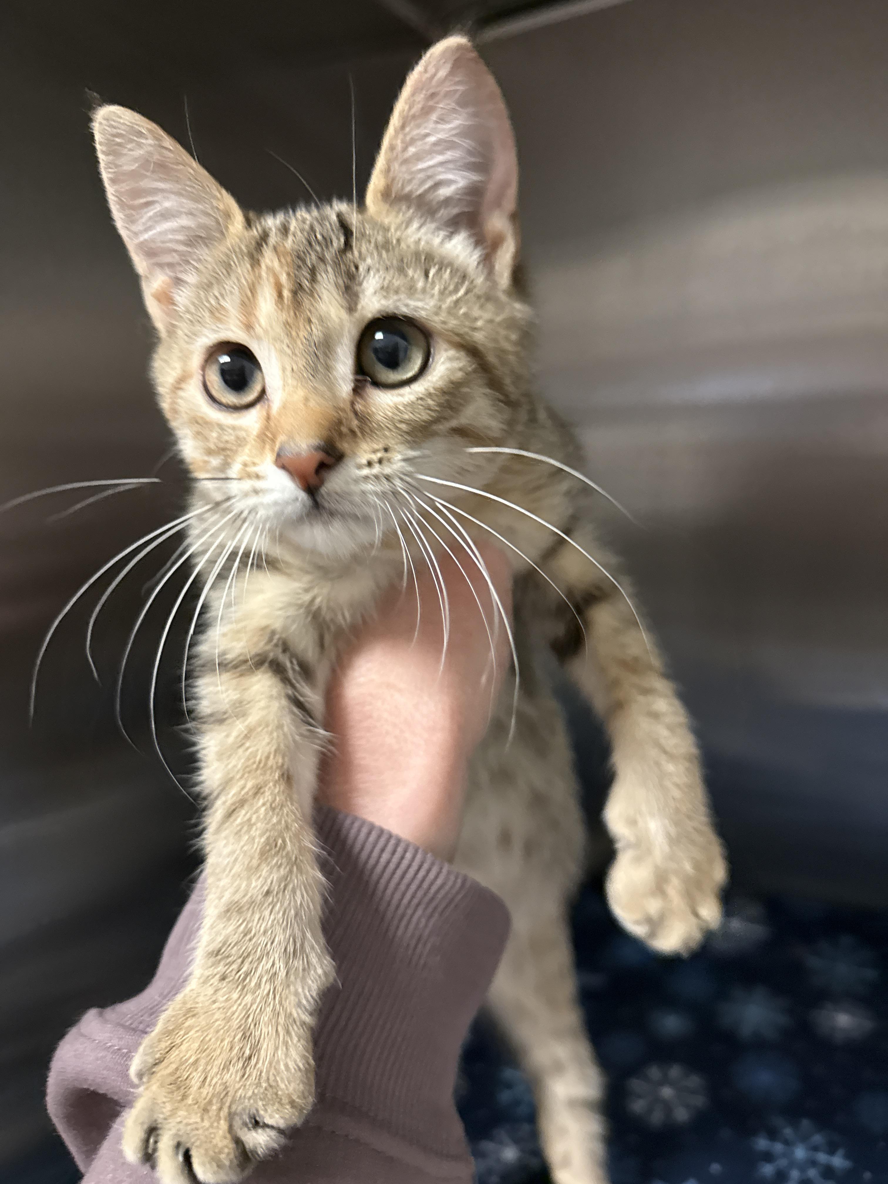 Enlarge Peaches, a Adopted Domestic Short Hair in Grand Rapids, MI image 2/2