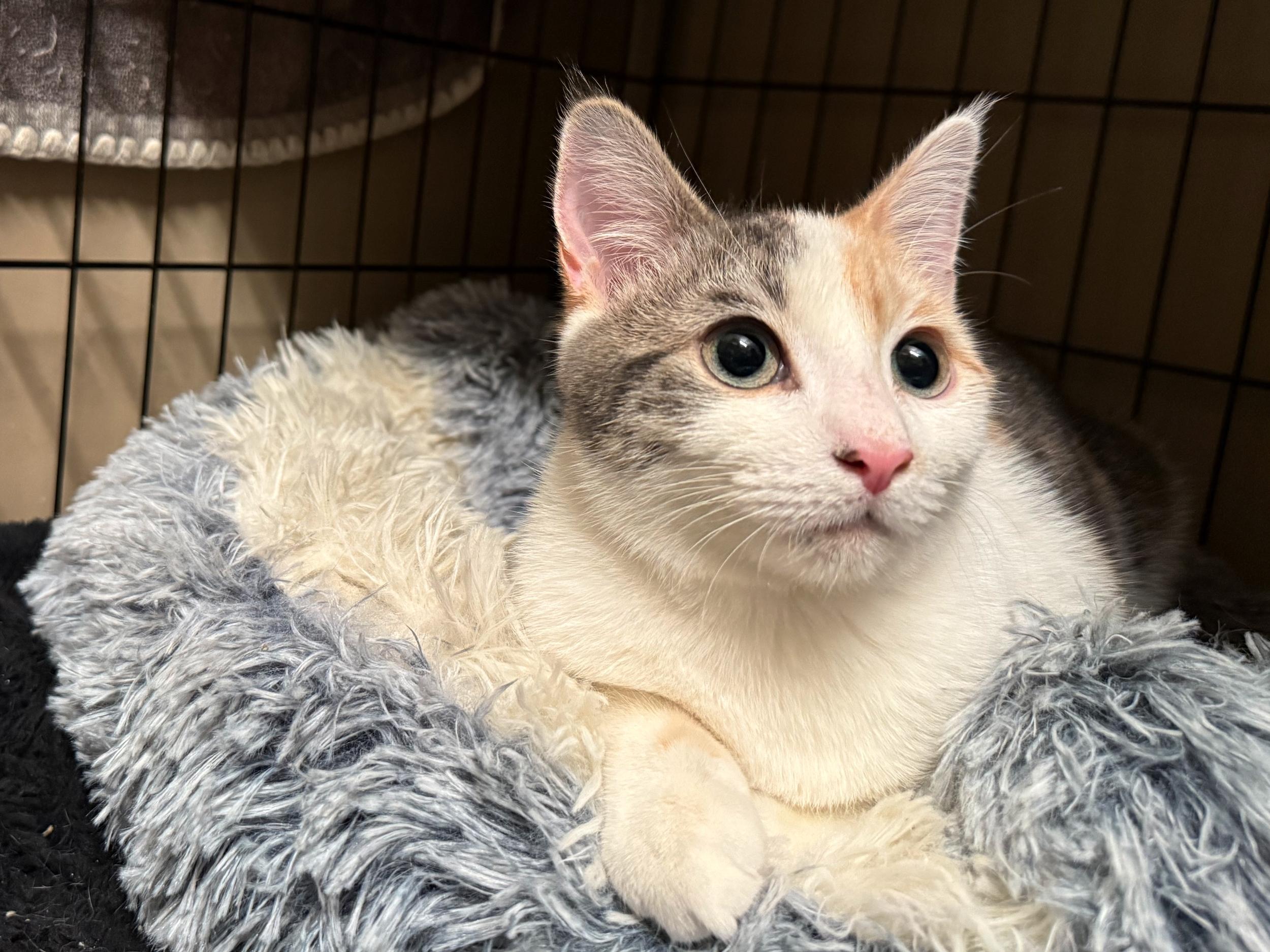 Henrietta, a Adoptable mixed breed in Brooklyn, NY image 1/5