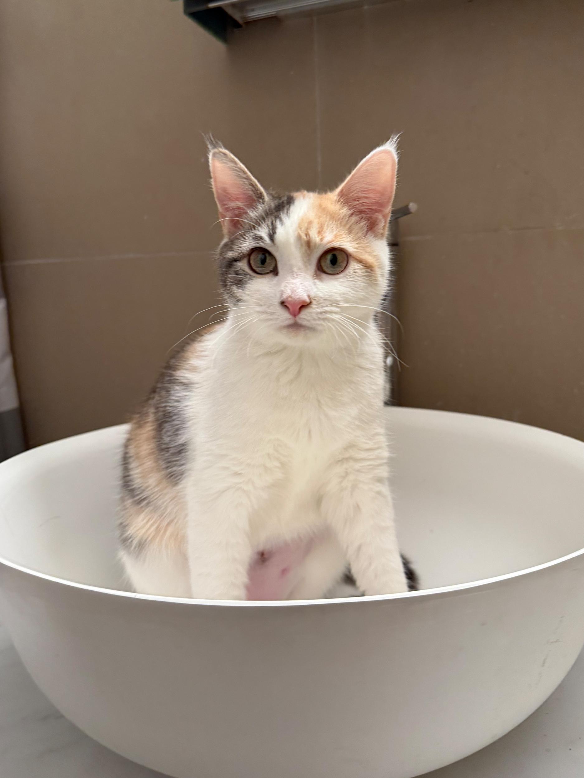 Henrietta, a Adoptable mixed breed in Brooklyn, NY image 2/5