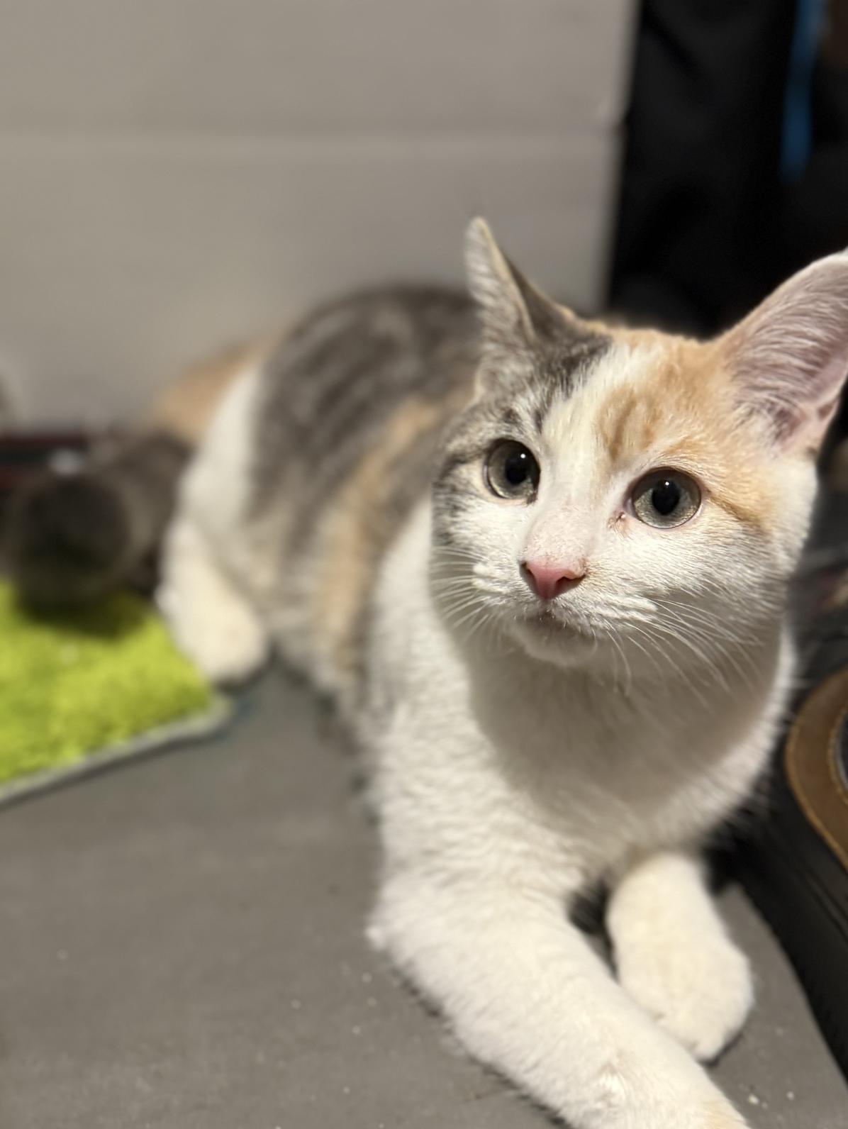 Henrietta, a Adoptable mixed breed in Brooklyn, NY image 3/5