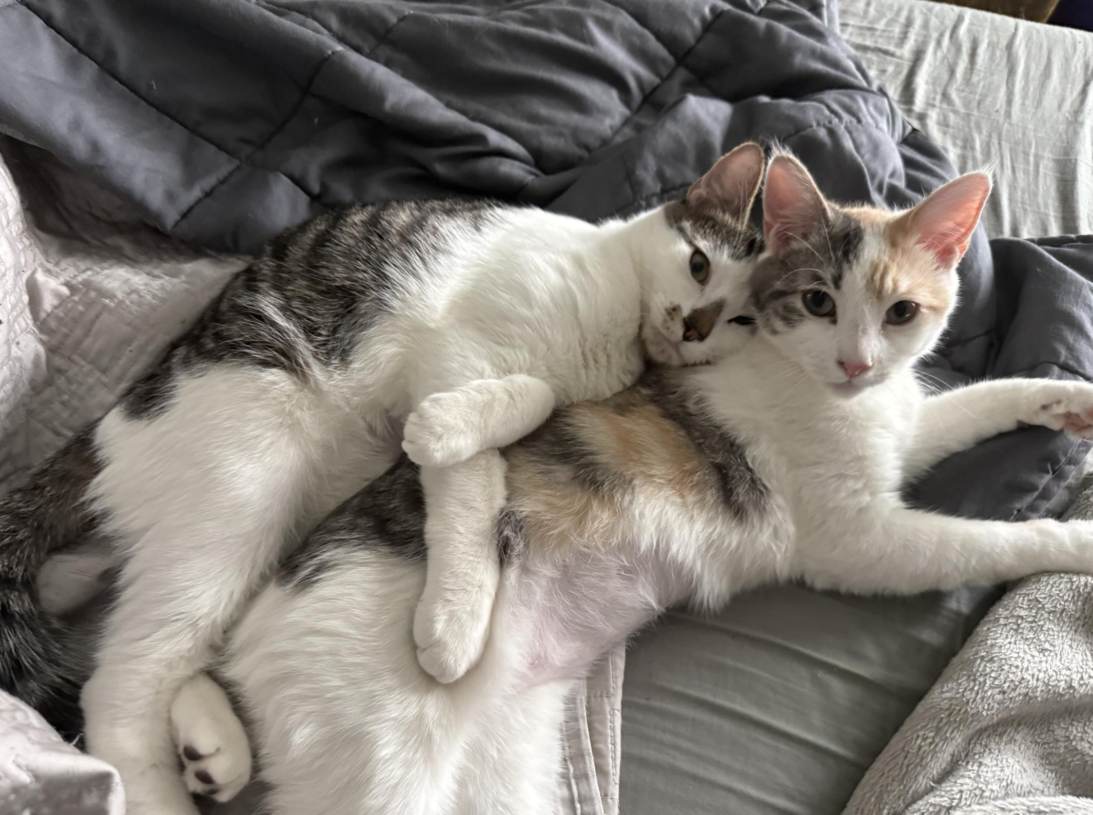 Henrietta, a Adoptable mixed breed in Brooklyn, NY image 4/5