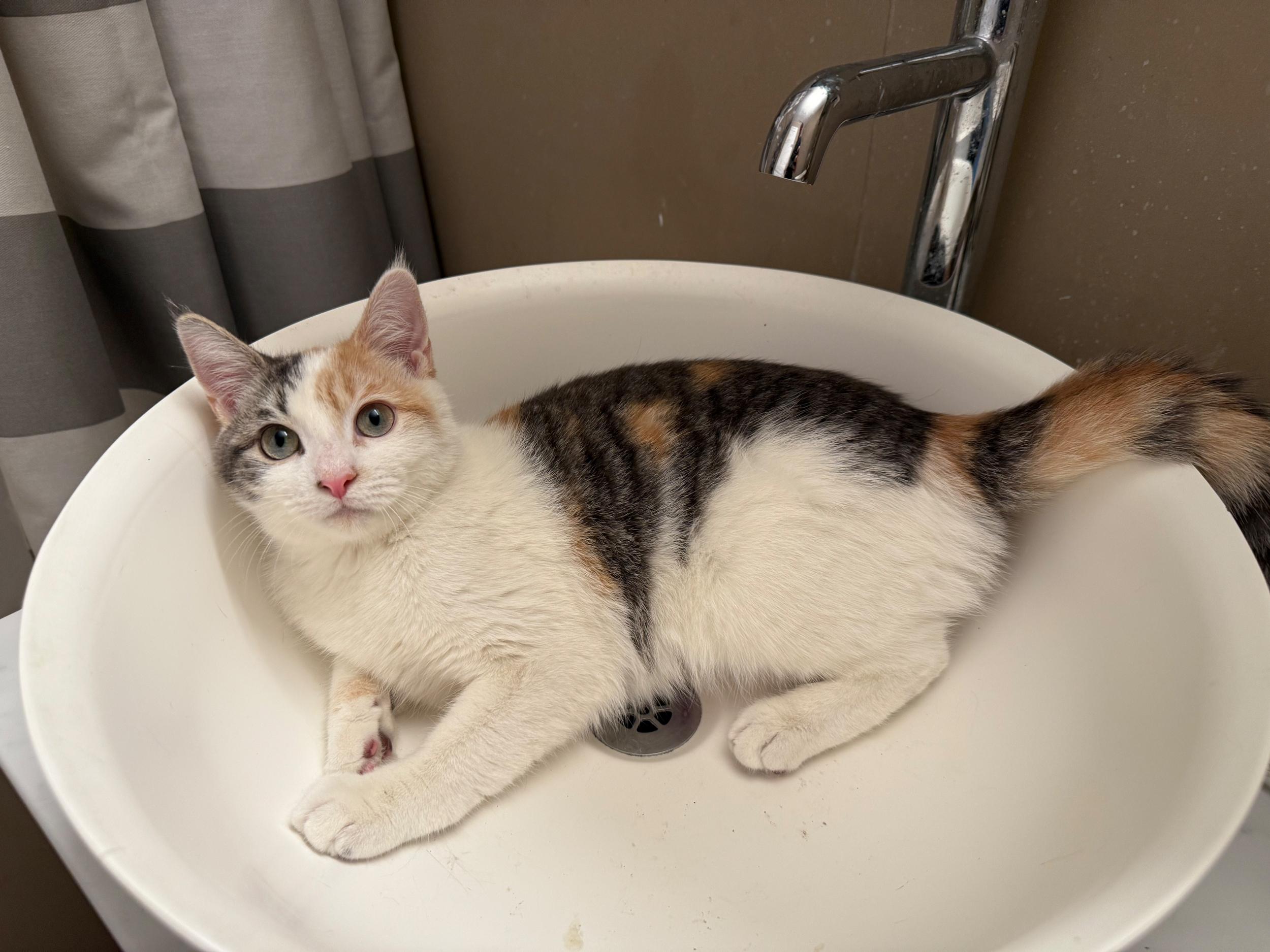 Henrietta, a Adoptable mixed breed in Brooklyn, NY image 5/5