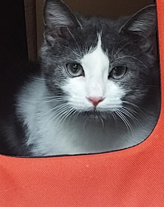 Enlarge Mottsie, a ADOPTABLE Domestic Short Hair in Schaumburg, IL image 1/2